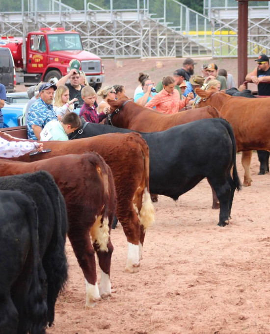 Gogebic County Fair Livestock Auction 26